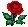 red rose